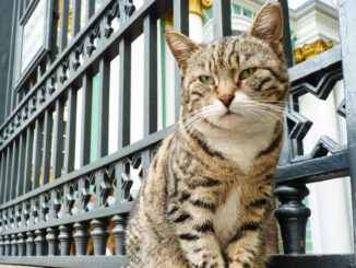 Katzen in der Eremitage Sankt Petersburg
