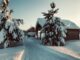 Silvester 2024 in der Taiga beim Sibirienwolf